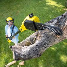 Best Tree Mulching  in Whitney, NV