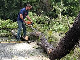 Best Utility Line Clearance  in Whitney, NV
