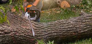 Best Pest Control for Lawns  in Whitney, NV