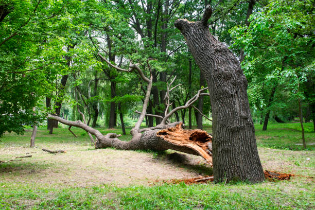 Best Firewood Processing and Delivery  in Whitney, NV