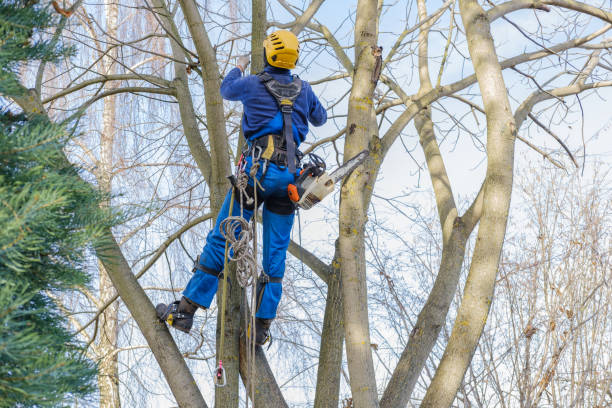 Best Tree Maintenance Programs  in Whitney, NV