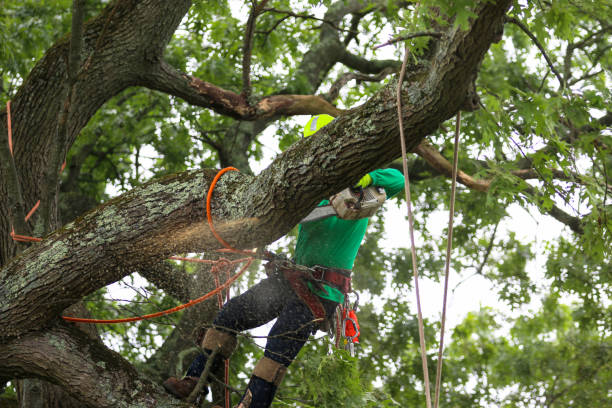 Best Tree Preservation Services  in Whitney, NV