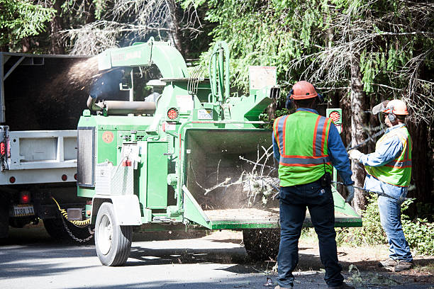 How Our Tree Care Process Works  in  Whitney, NV
