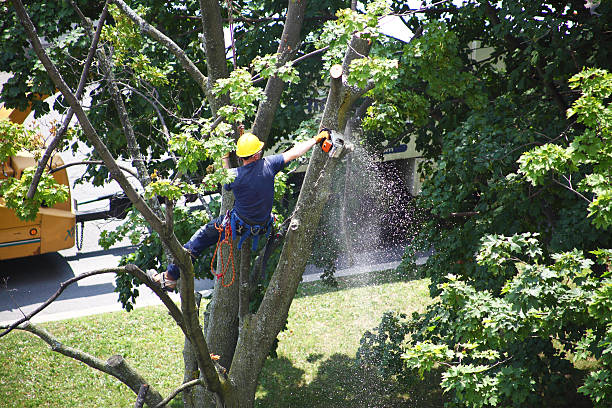 Leaf Removal in Whitney, NV