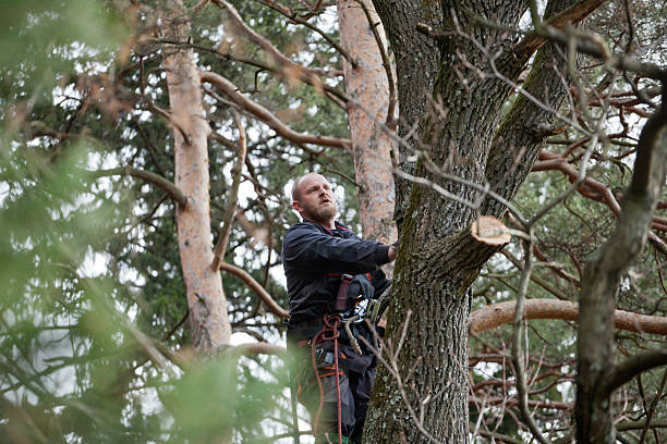 Professional Tree Care in Whitney, NV