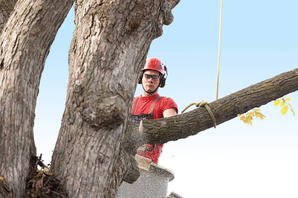 Best Fruit Tree Pruning  in Whitney, NV