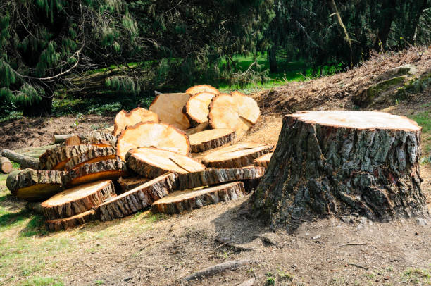 Best Tree Disease Treatment  in Whitney, NV